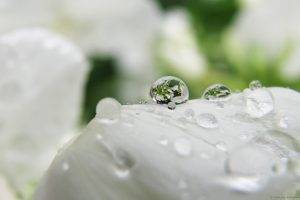 water Drops, Closeup, Macro