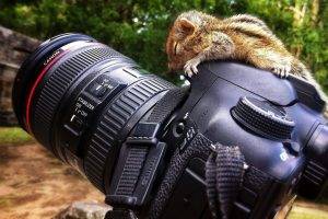 squirrel, Canon, Canon 7D, Reflex