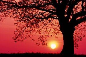 sunset, Trees, Grass, Red Sky