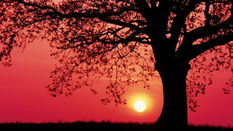 sunset, Trees, Grass, Red Sky HD Wallpaper Desktop Background