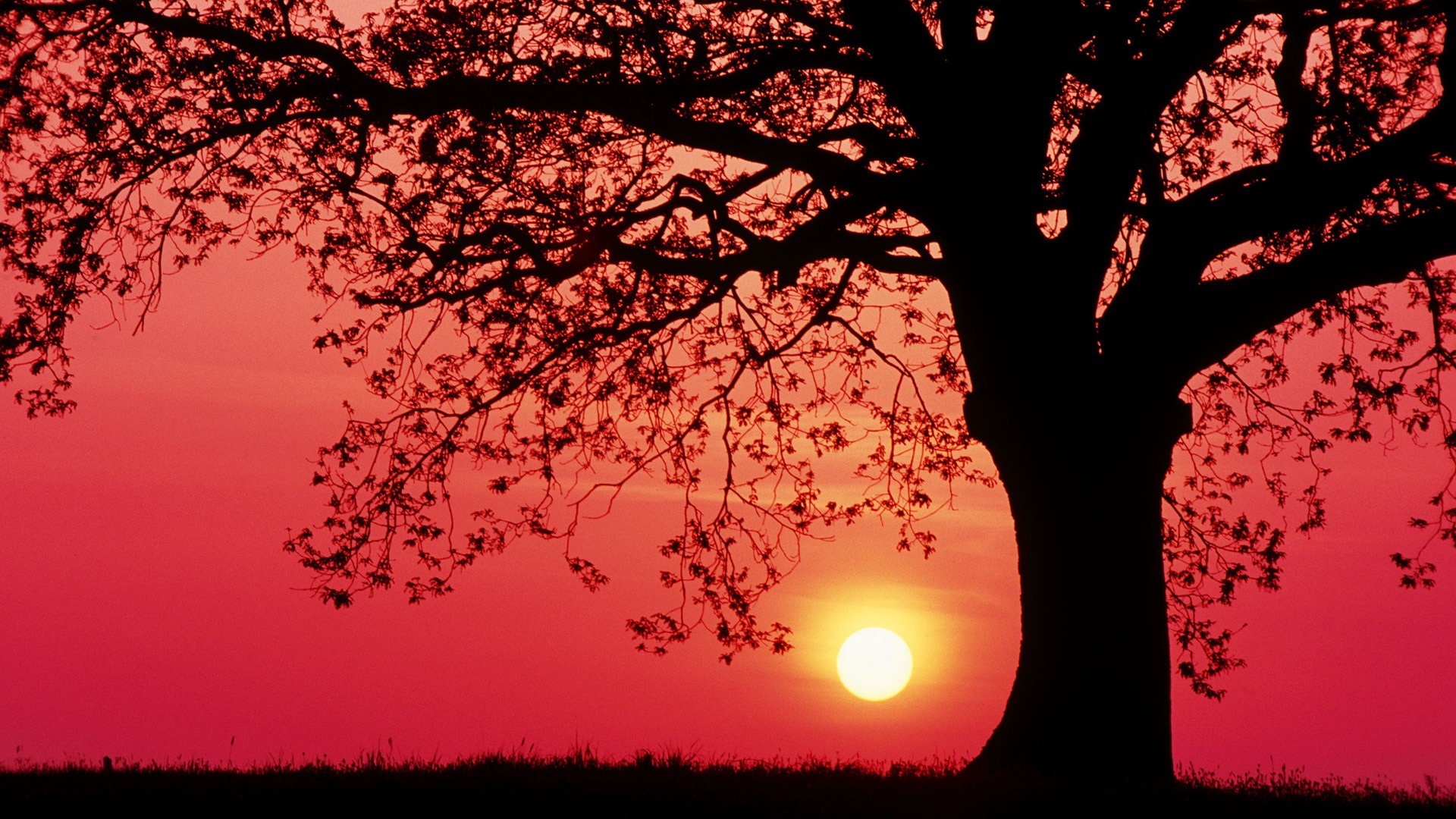 sunset, Trees, Grass, Red Sky Wallpaper