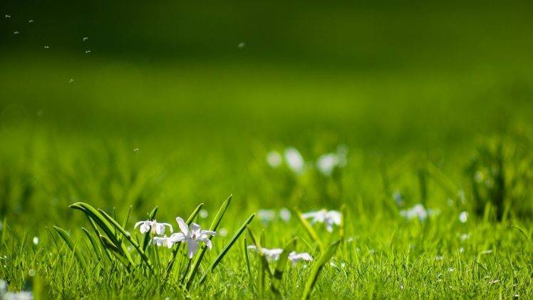 grass Wallpapers HD / Desktop and Mobile Backgrounds