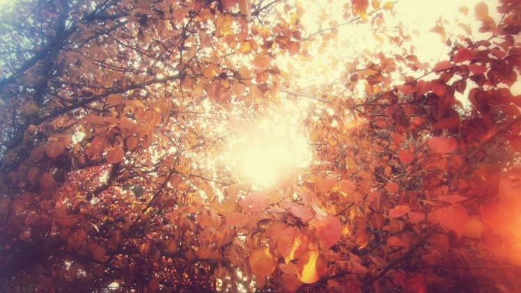 fall, Leaves, Sunlight HD Wallpaper Desktop Background