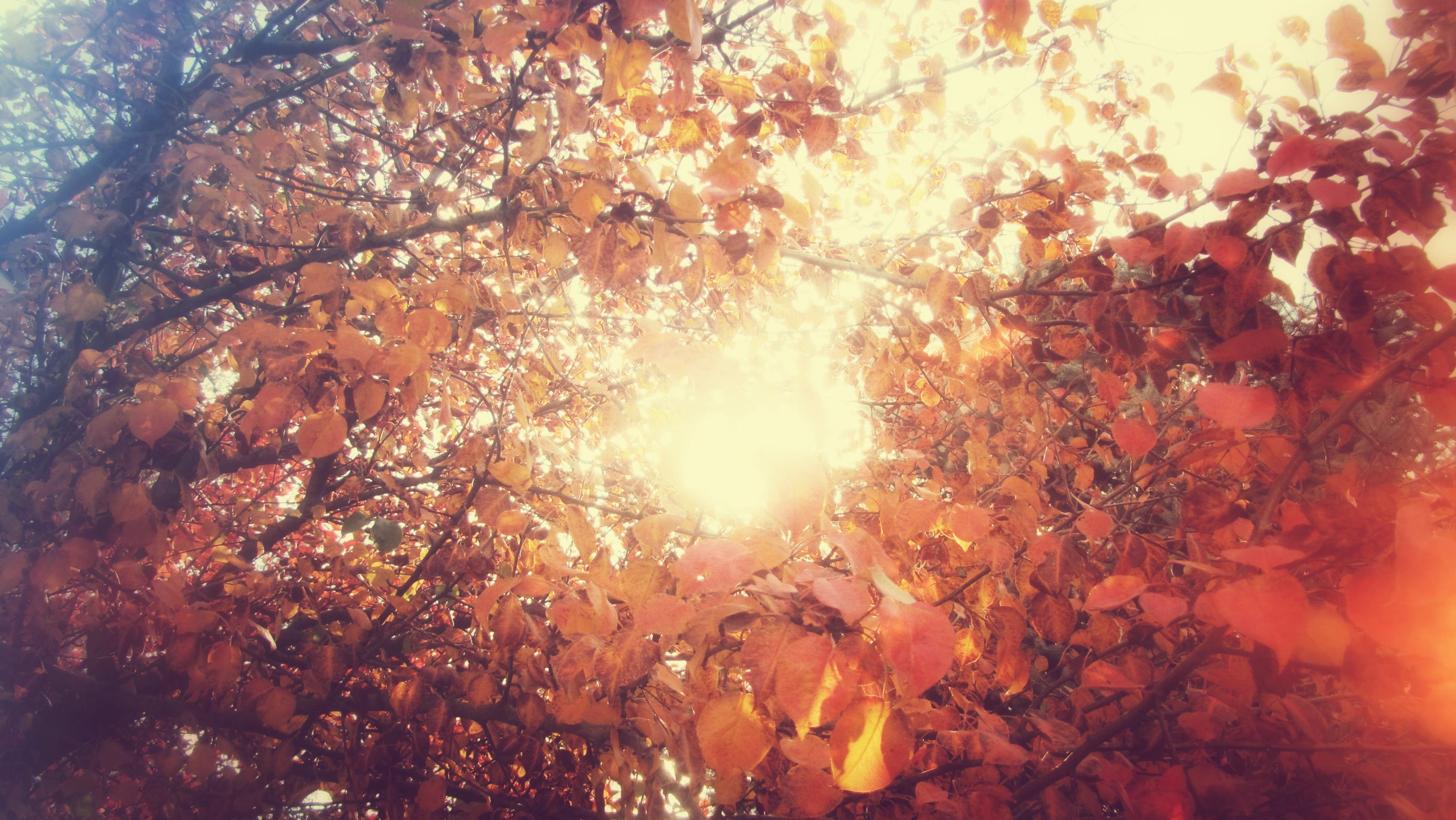fall, Leaves, Sunlight Wallpaper