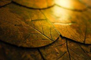 fall, Leaves, Cork, Wood, Macro