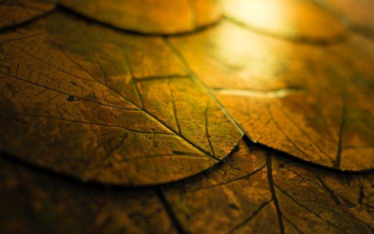 fall, Leaves, Cork, Wood, Macro HD Wallpaper Desktop Background
