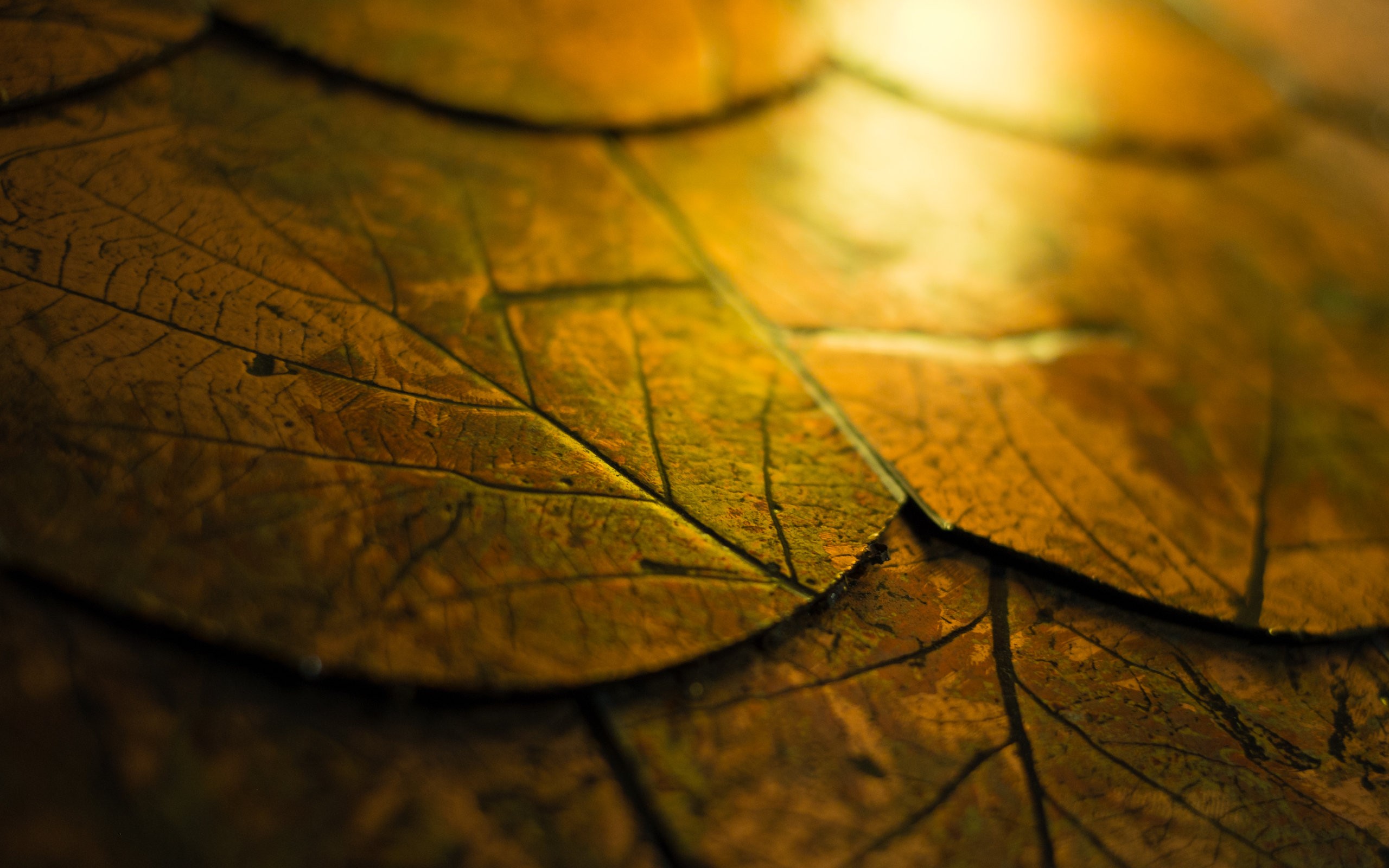fall, Leaves, Cork, Wood, Macro Wallpaper