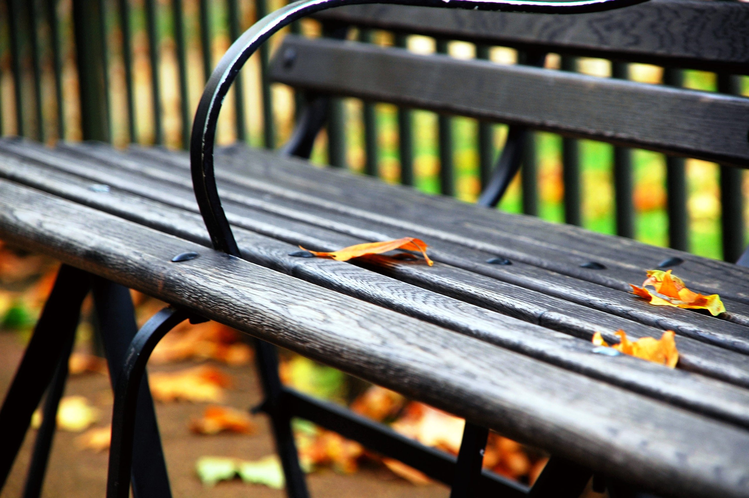 fall, Leaves, Bench, Central Park Wallpaper
