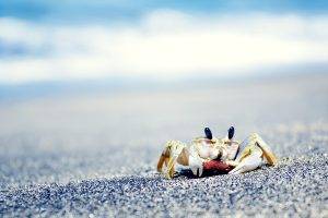 crabs, Sea, Sand, Crustaceans