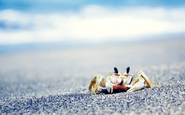 crabs, Sea, Sand, Crustaceans HD Wallpaper Desktop Background