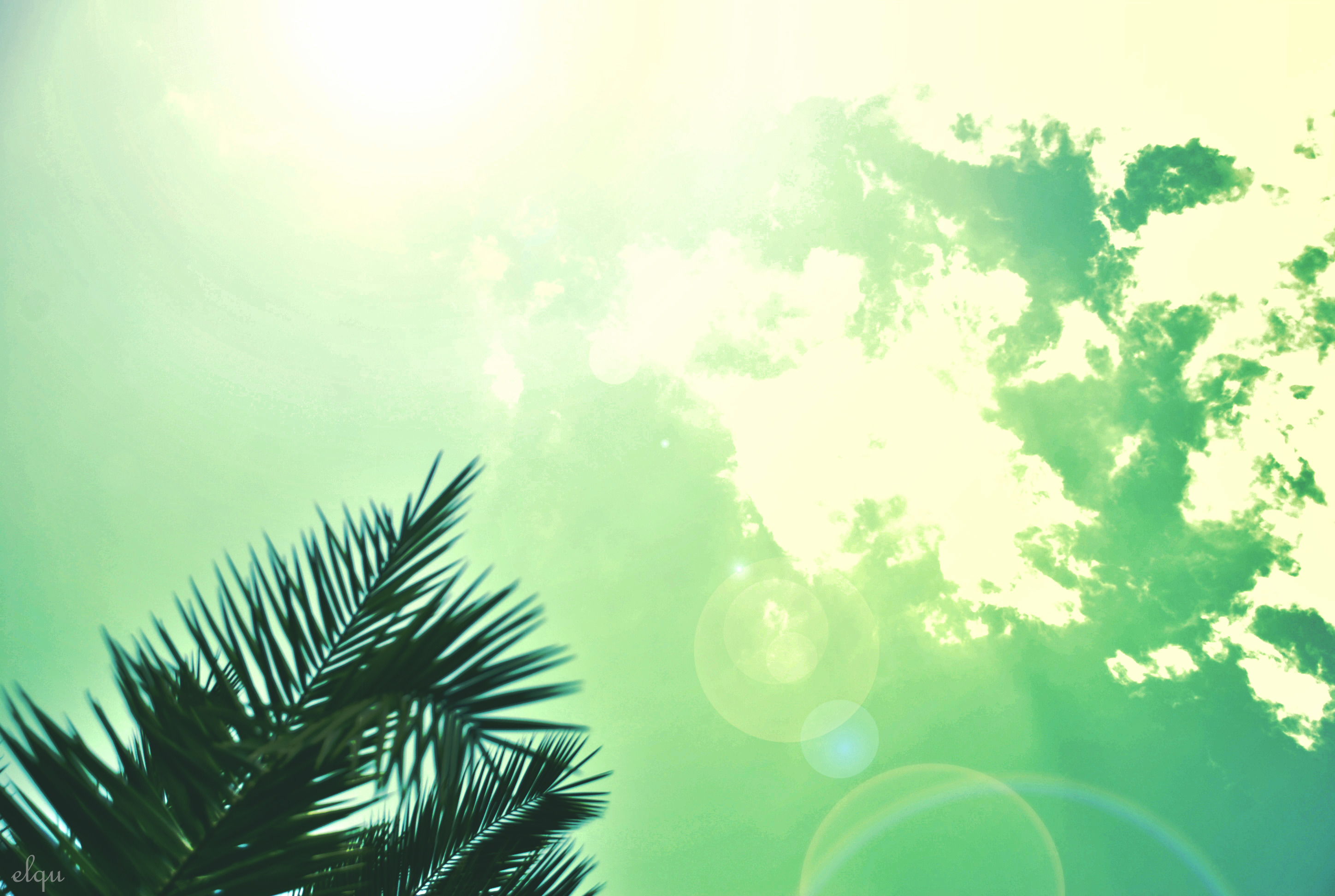 palm Trees, Sky, Clouds, Sunlight, Sun, Summer, Lens Flare Wallpaper