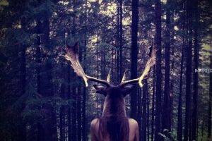 elk, Forest