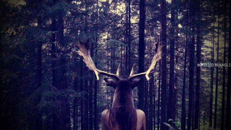 elk, Forest HD Wallpaper Desktop Background