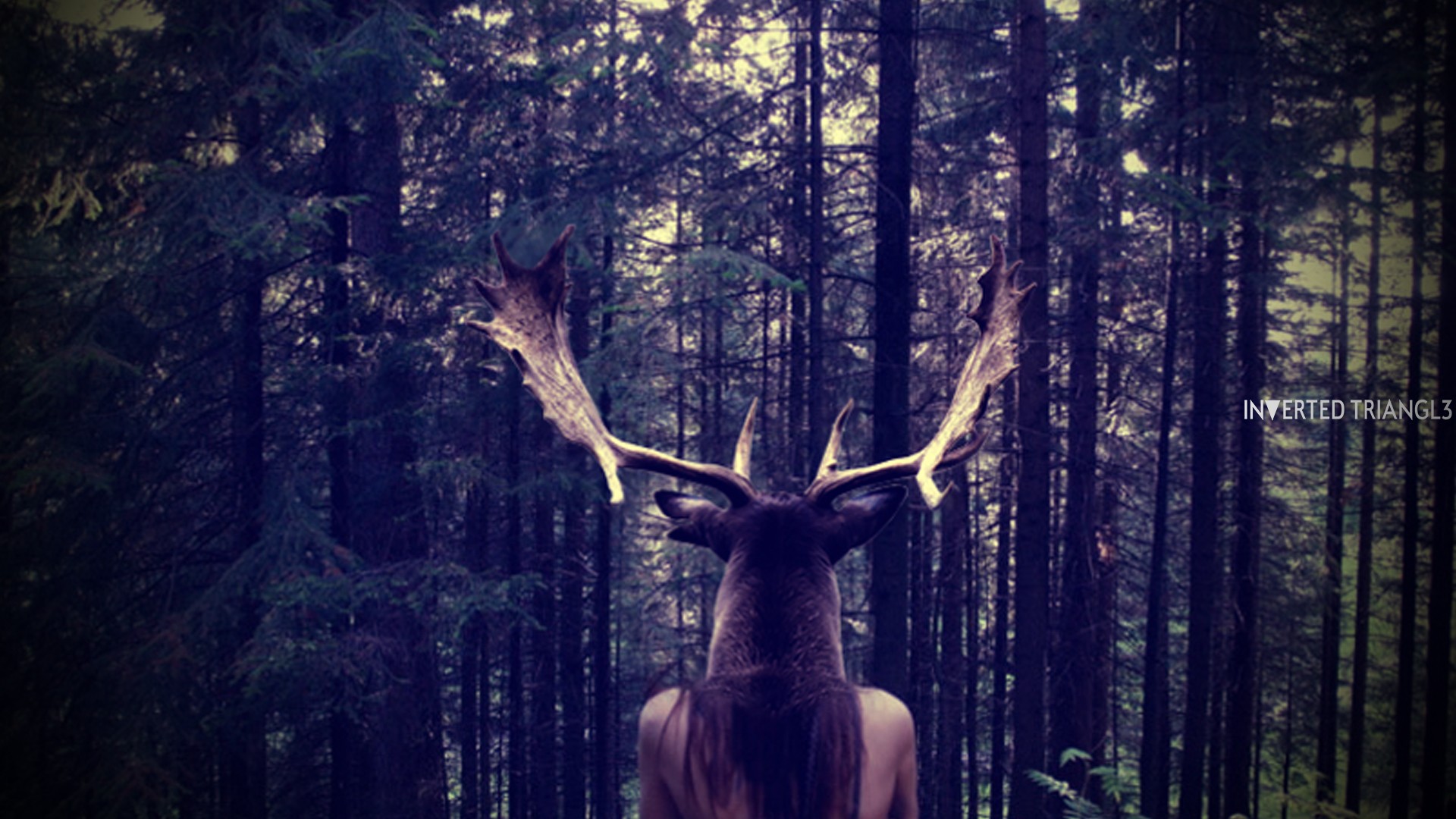 elk, Forest Wallpaper