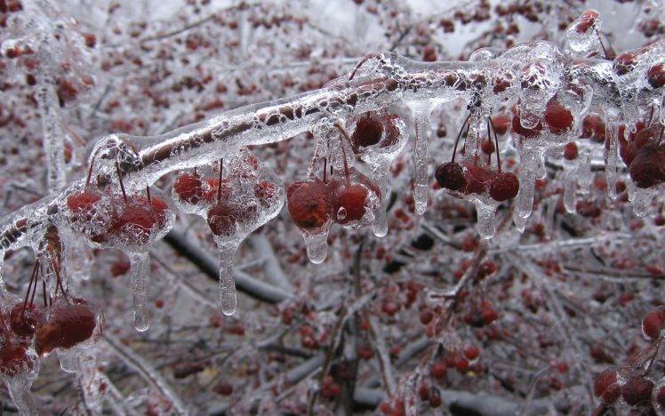 ice, Trees, Raspberries HD Wallpaper Desktop Background