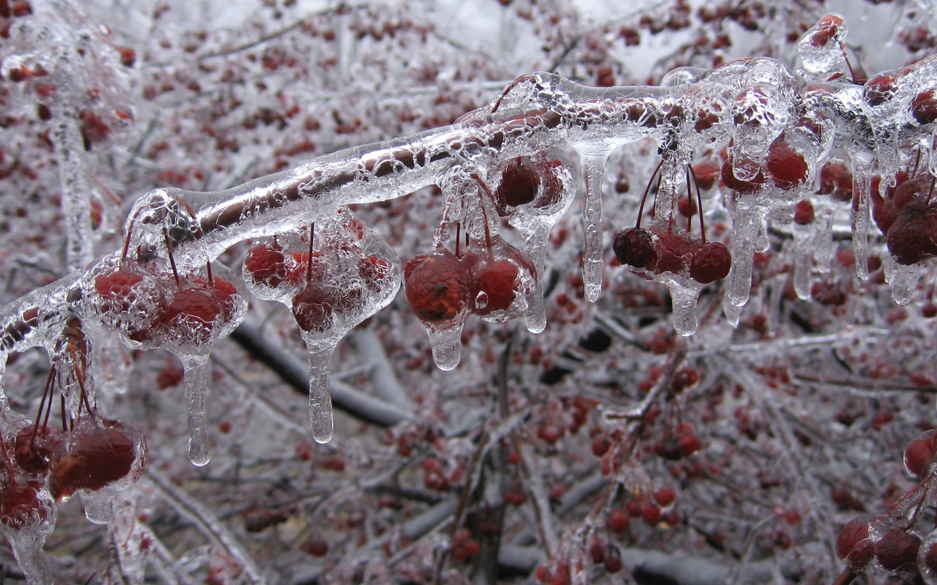 ice, Trees, Raspberries Wallpaper