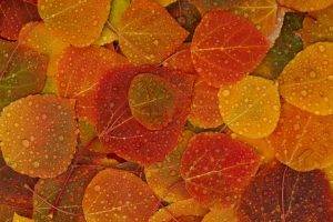 Apple Inc., Leaves, Fall