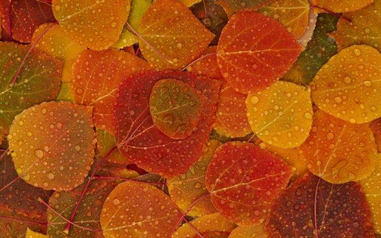 Apple Inc., Leaves, Fall HD Wallpaper Desktop Background