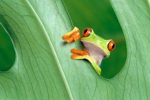 frog, Amphibian, Red Eyed Tree Frogs