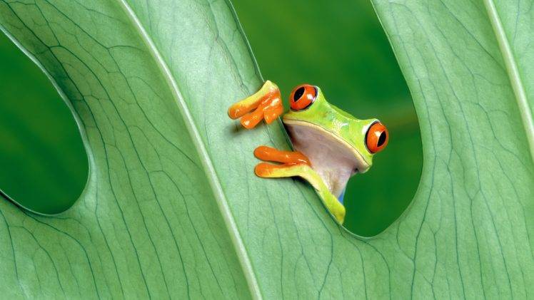 frog, Amphibian, Red Eyed Tree Frogs HD Wallpaper Desktop Background