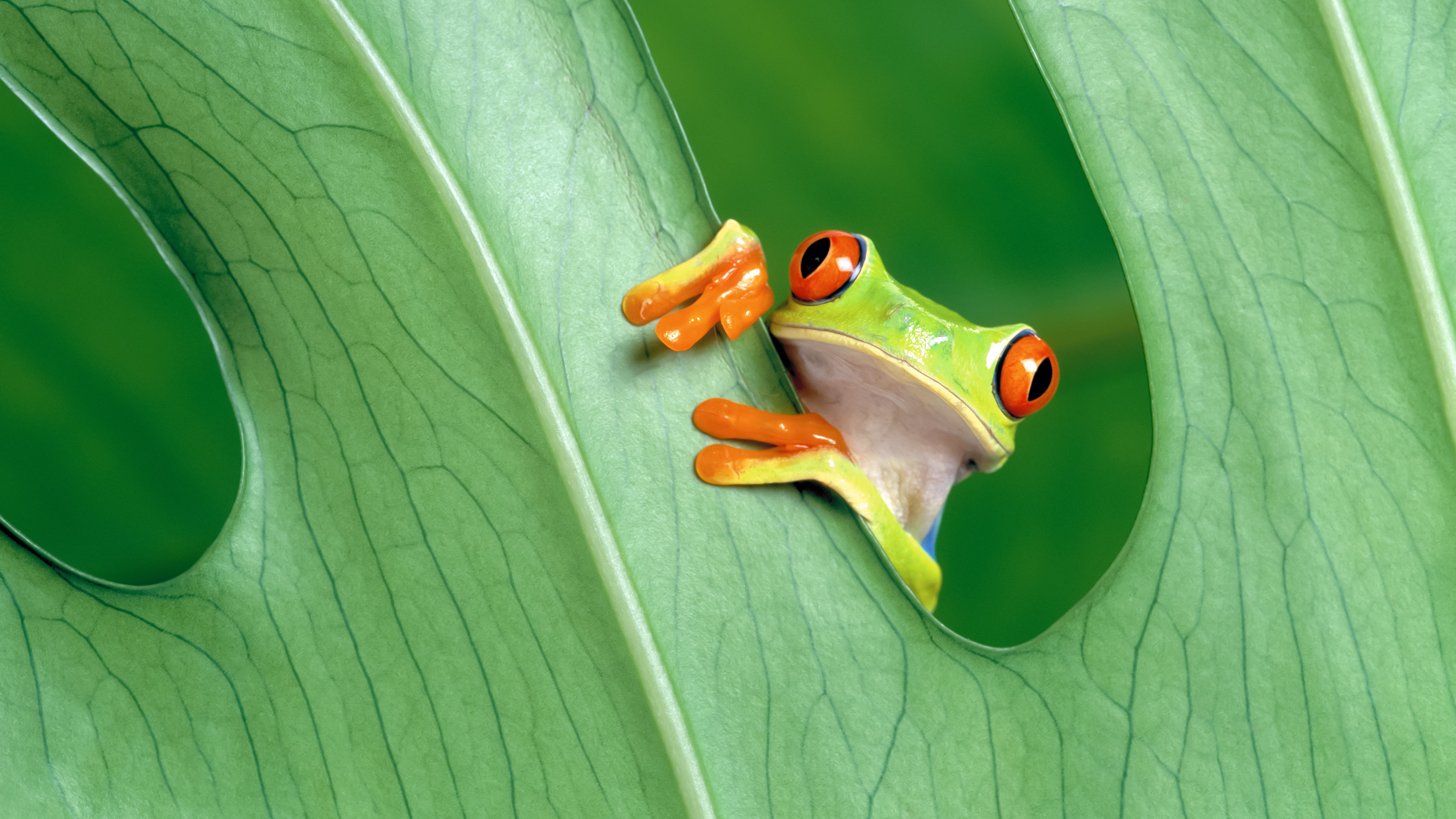 frog, Amphibian, Red Eyed Tree Frogs Wallpaper