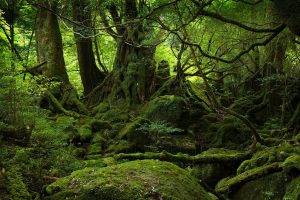 forest, Moss