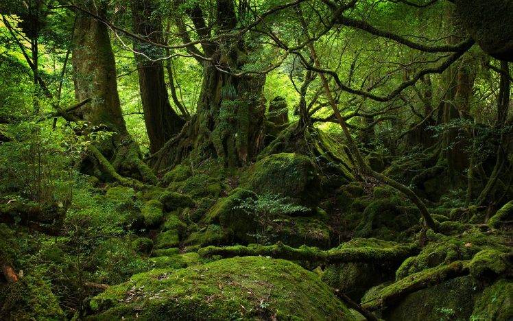 forest, Moss HD Wallpaper Desktop Background