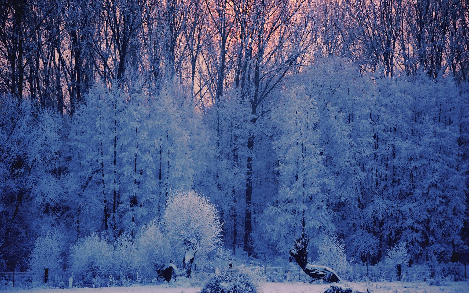 Зима снег деревья ели природа загрузить