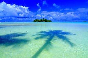 island, Palm Trees