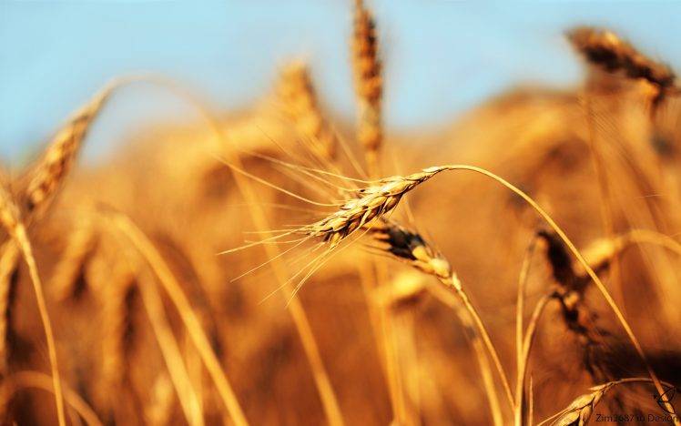 macro, Closeup, Wheat, Barley, Crops HD Wallpaper Desktop Background