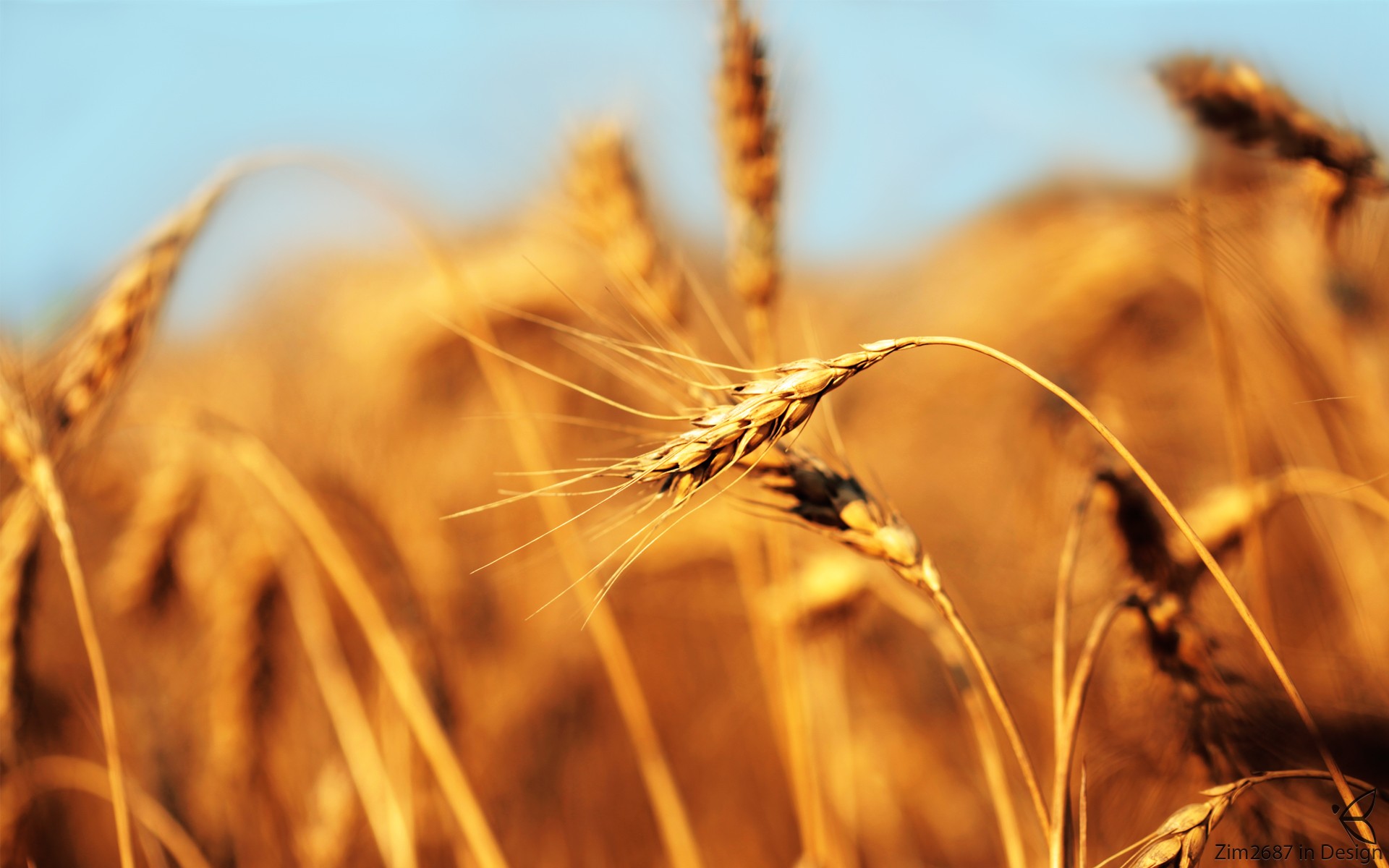 macro, Closeup, Wheat, Barley, Crops Wallpaper