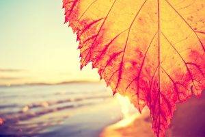 leaves, Fall, Beach, Filter, Closeup