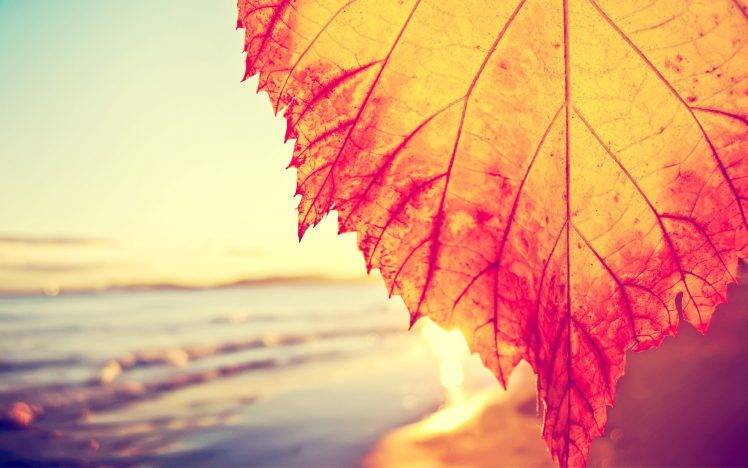 leaves, Fall, Beach, Filter, Closeup HD Wallpaper Desktop Background