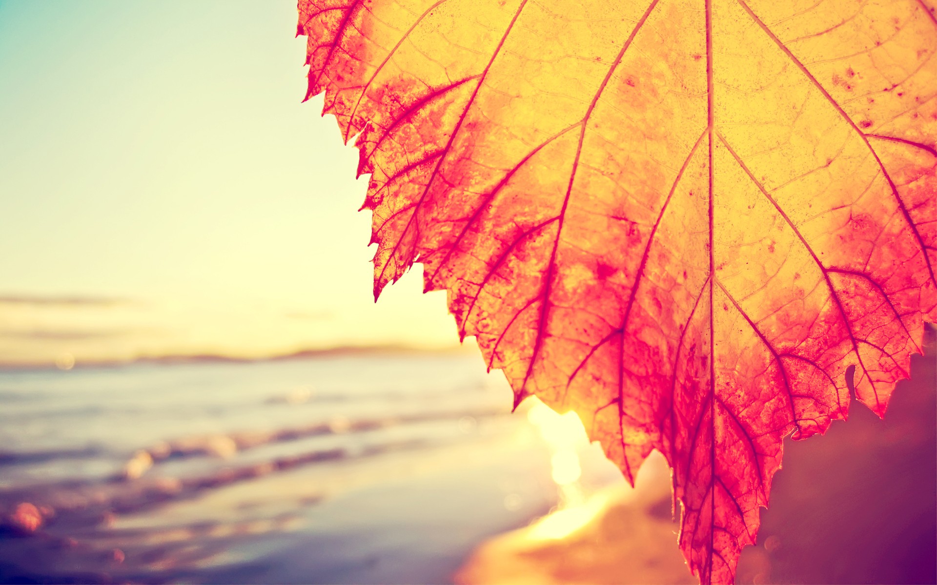 leaves, Fall, Beach, Filter, Closeup Wallpaper