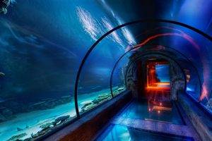 tunnel, Underwater, Blue, Aquarium