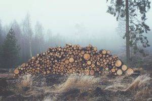 mist, Wood