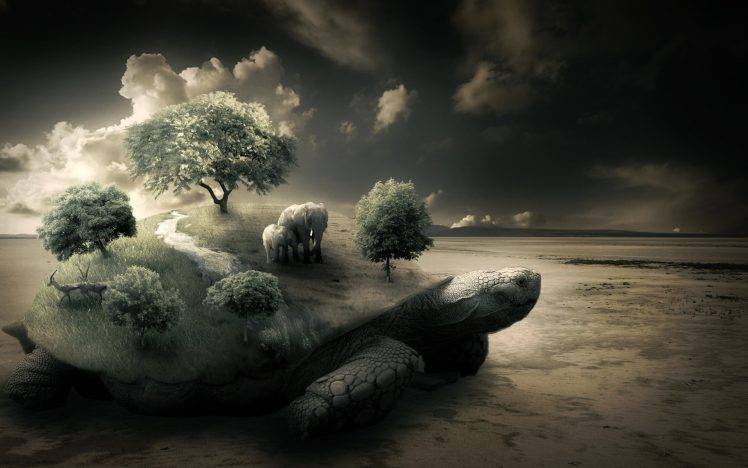 turtle, Elephants HD Wallpaper Desktop Background