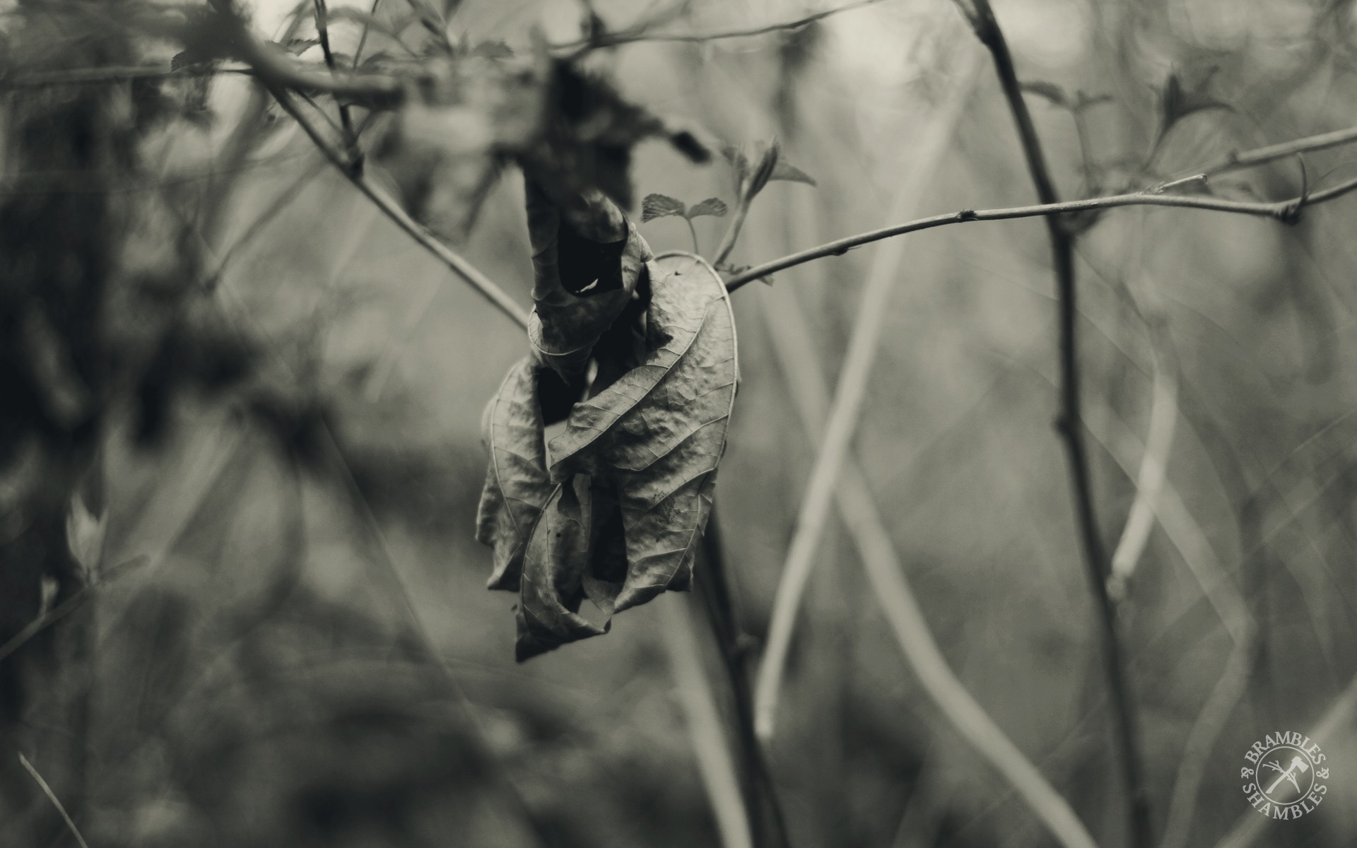monochrome, Leaves, Trees Wallpaper