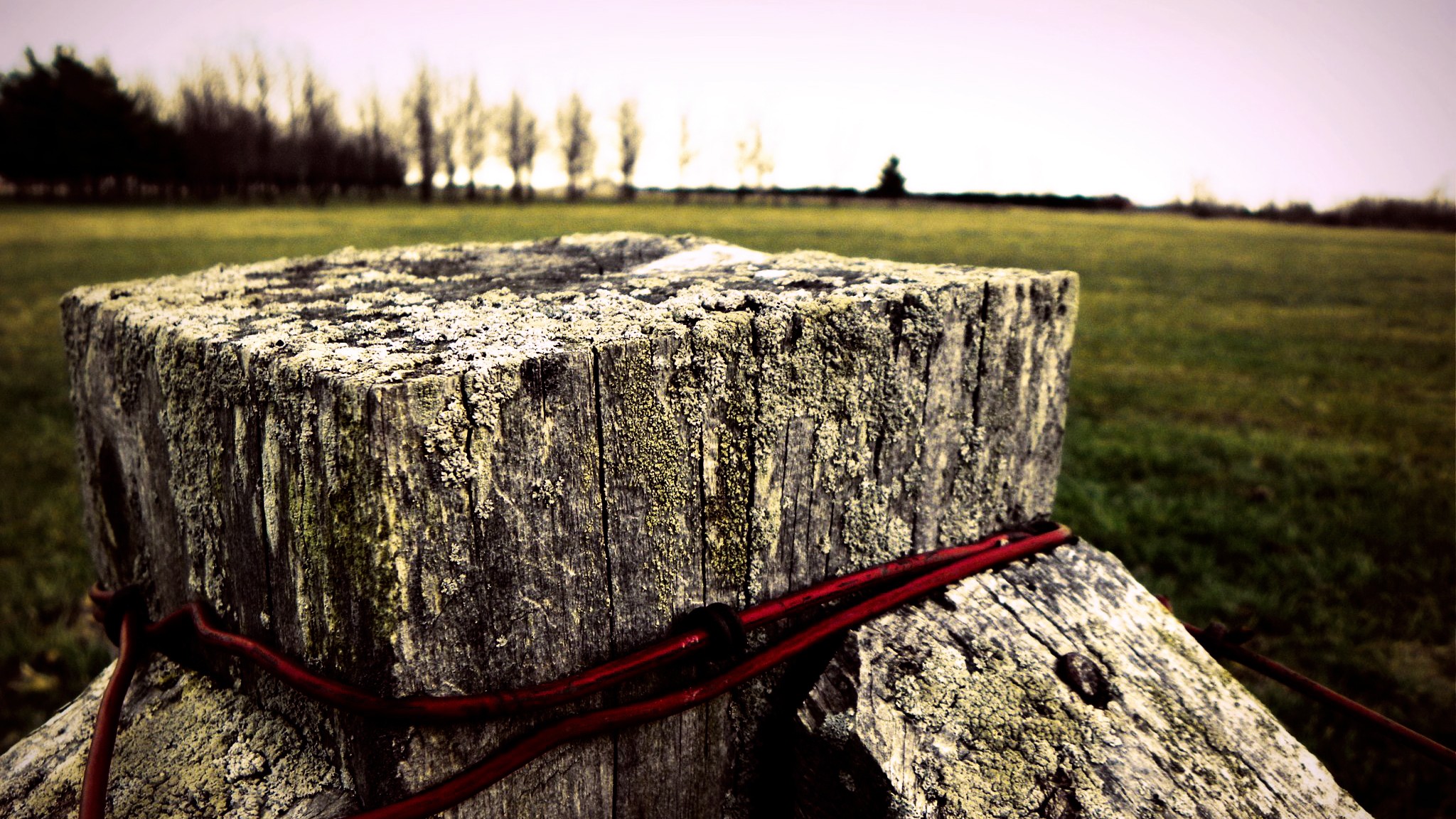 wood, Depth Of Field, Field Wallpaper