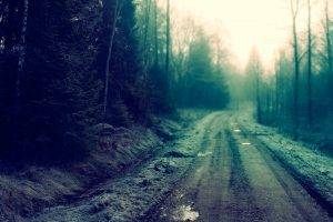 road, Mist, Dirty, Trees, Forest