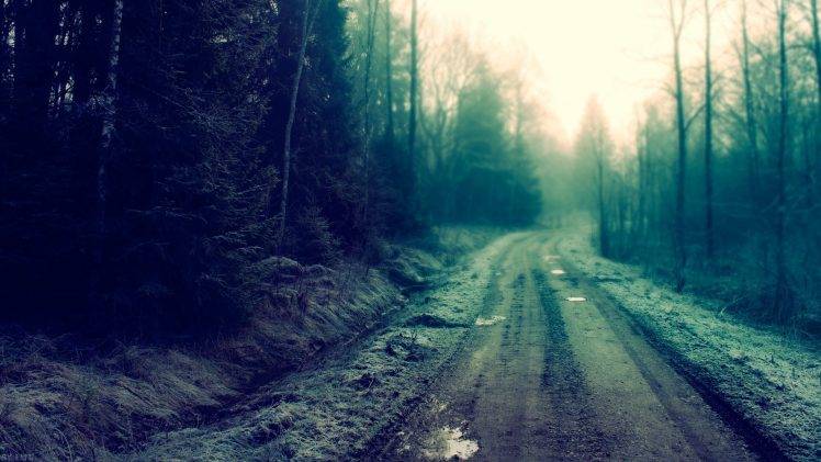 road, Mist, Dirty, Trees, Forest HD Wallpaper Desktop Background