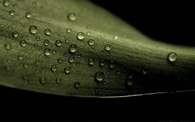 water Drops, Macro HD Wallpaper Desktop Background