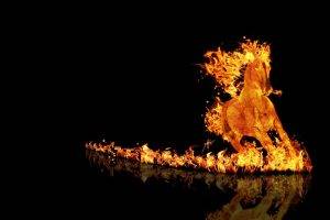horse, Fire