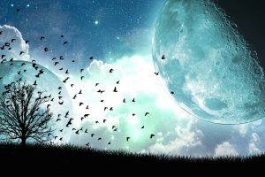 clouds, Moon, Night, Stars, Trees, Birds