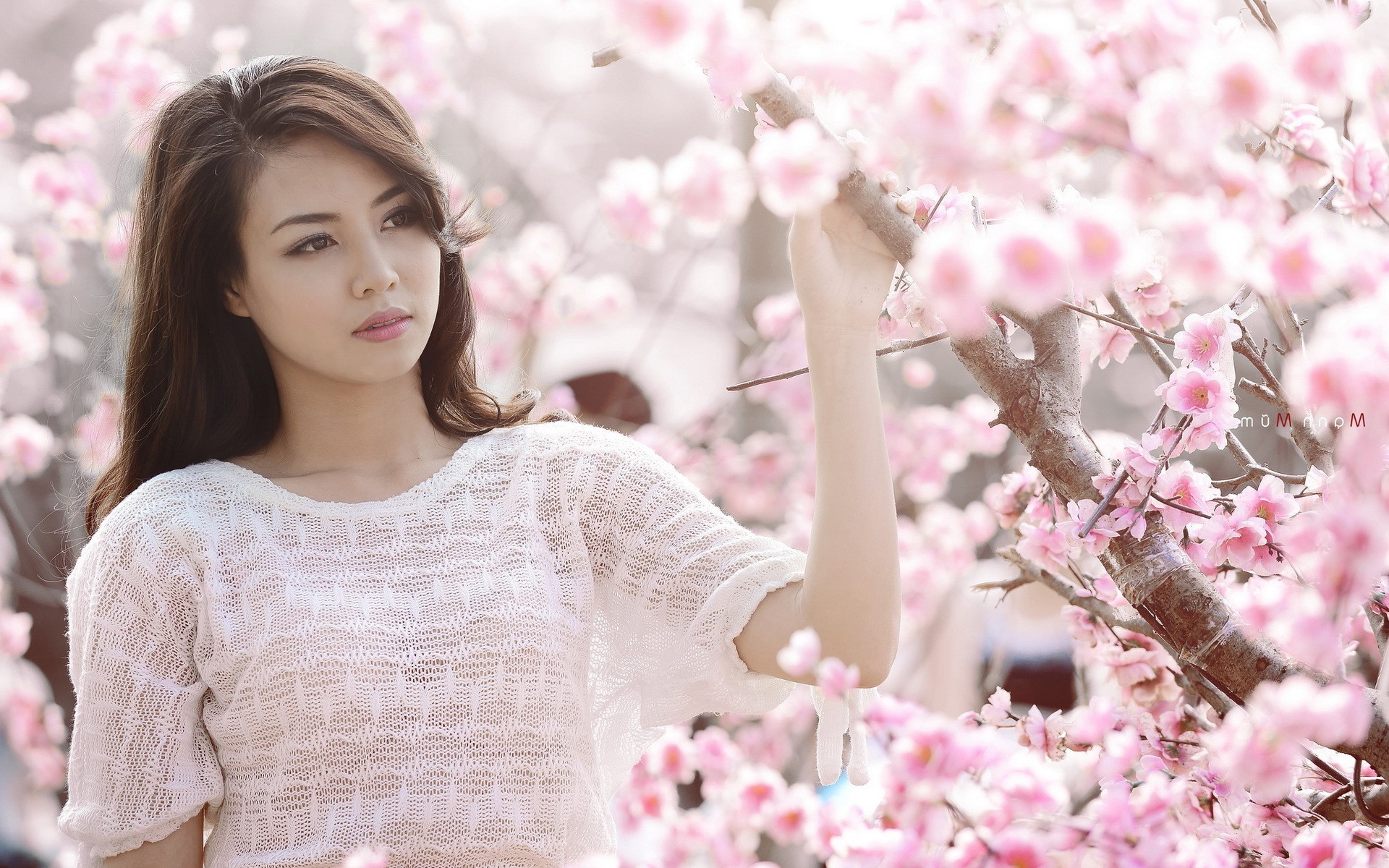 Asian, Brunette, Cherry Blossom Wallpaper