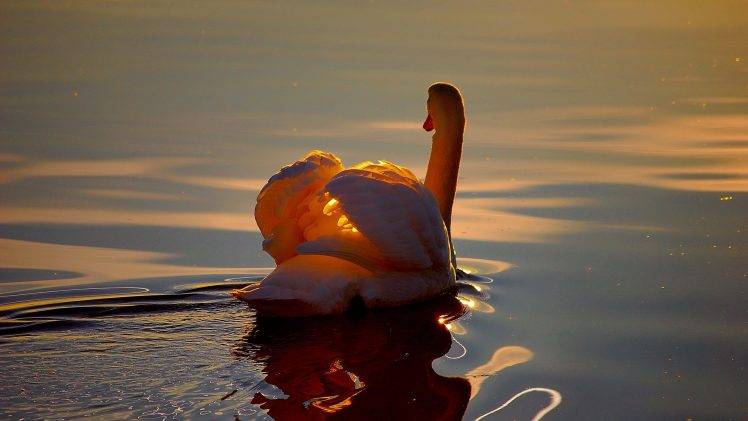 birds water swans sunlight HD Wallpaper Desktop Background
