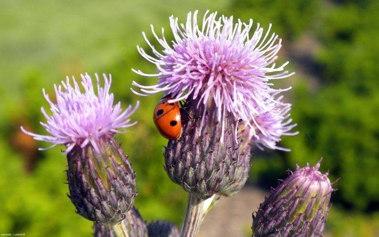 thistles ladybugs insect plants Wallpapers HD / Desktop and Mobile ...