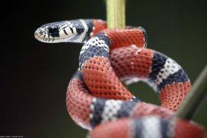 snake kingsnake reptile