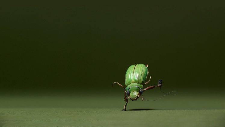green insect HD Wallpaper Desktop Background
