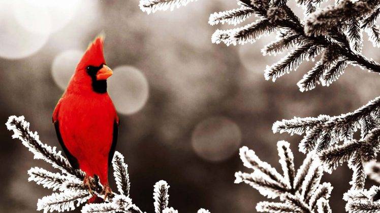 cardinals birds frost leaves HD Wallpaper Desktop Background